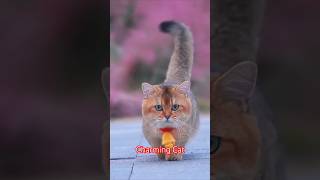 The Catwalk Queen: This Fluffy Tail Is Stealing Hearts! #animalstories