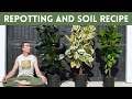 Ficus elastica repot et meilleure recette de sol pour lhva