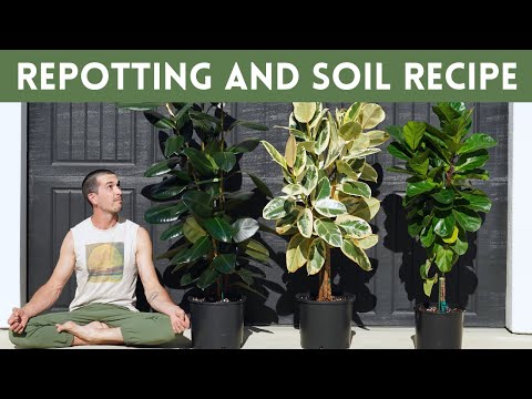 Ficus Elastica Repot and Best Soil Recipe For Rubber Tree