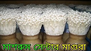 ড্রিম মাশরুম সেন্টার, মাগুরা।Magura Dream Mushroom Center.channel 1