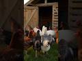 Golden Hour On The Homestead: Letting The Chickens Out At Sunrise.