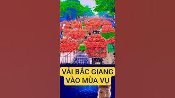 Vải thiều Bắc Giang vô mùa rộ. #farming #easyfarming #fruit