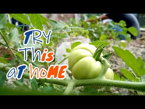 Video: Varieti Tomato Untuk Tanah Terbuka Dan Tertutup