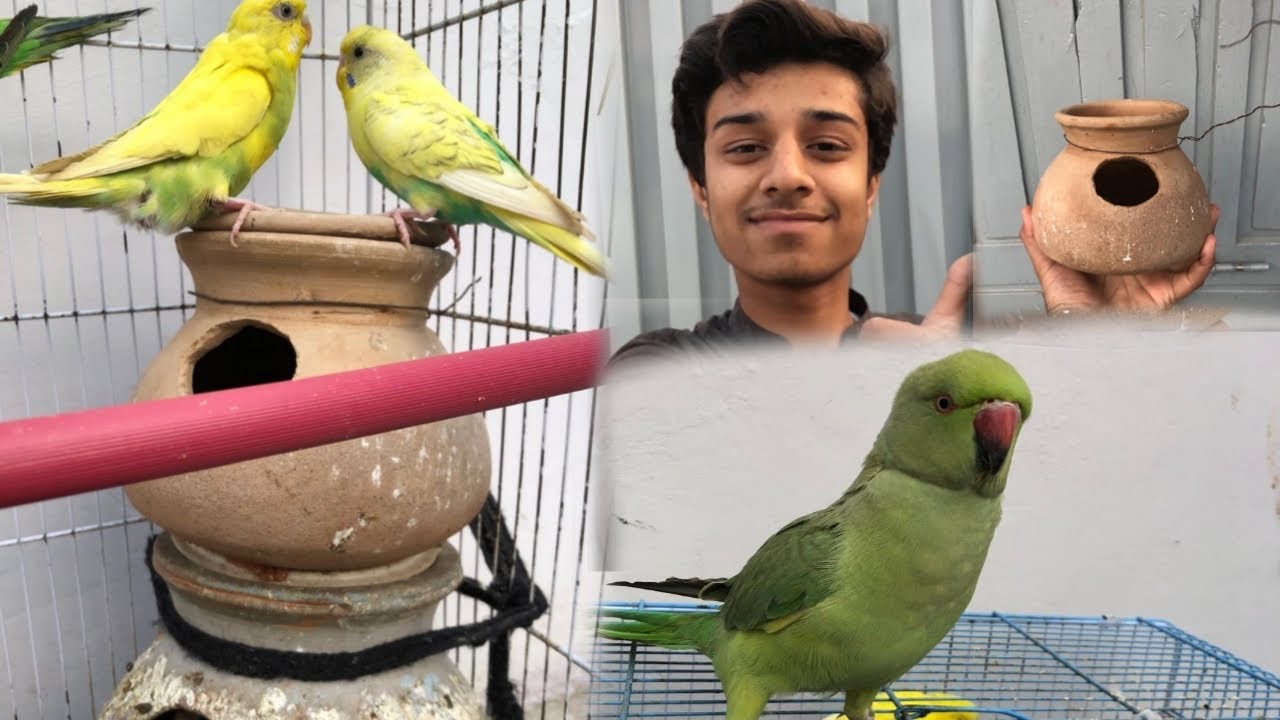 Birds ke le ye breeding box laga deya🏡