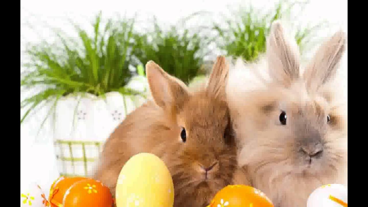 Bild zu ostern ideen youtube