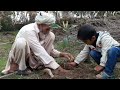 Grandpa and kid planting new plants /grandpa and kid planting new plants in the garden