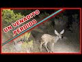 AVENTURA NÚMERO 154 Un Venadito Bambi Perdido