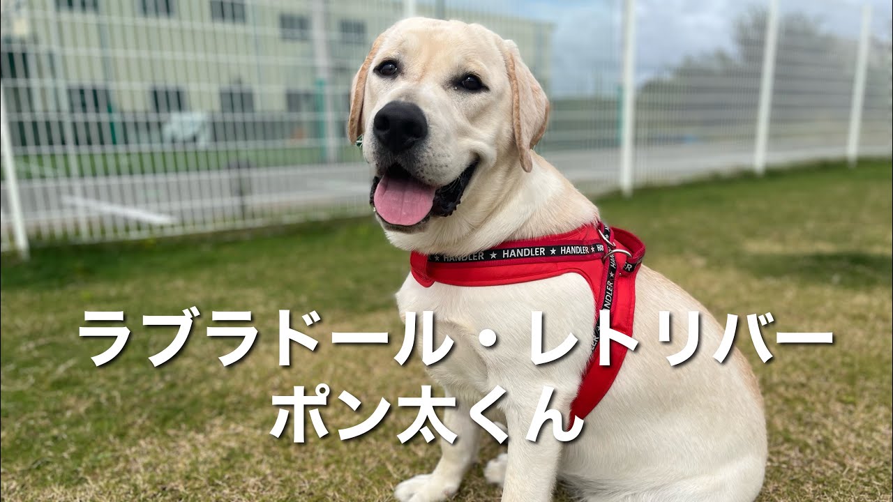 ラブラドール レトリバー ポン太くん Labrador Retriever Youtube