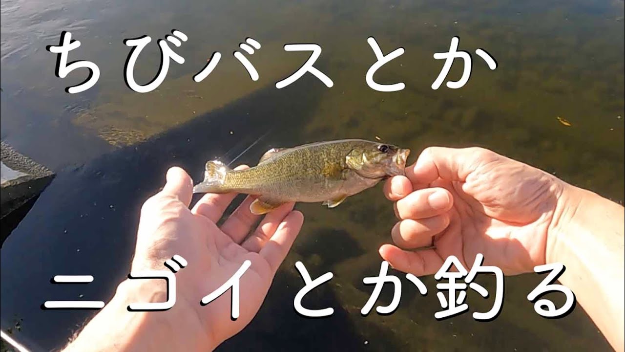 【多摩川】スプーンとスピナーでいつもの釣り【ニゴイ・スモールマウスバス】