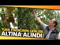 Türk Fındığının Genleri Bu Bahçede Koruma Altına Alındı