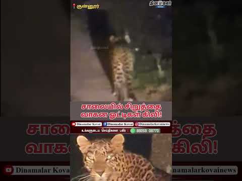 சாலையில் சிறுத்தை வாகன ஓட்டிகள் கிலி!