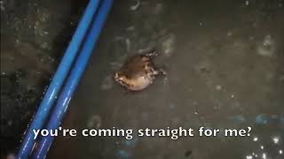 Jotaro Vs Dio Meme But Frogs