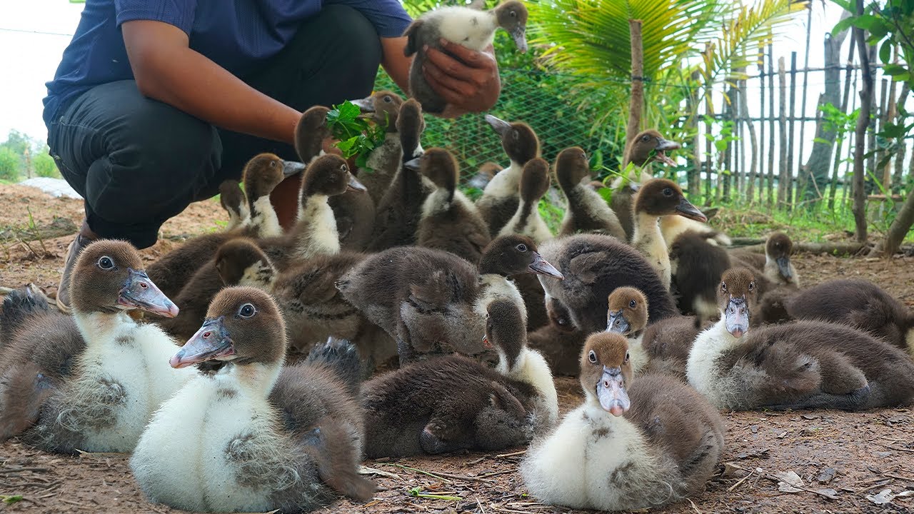 Muscovy Duckling Essentials: A Beginner's Guide to Success