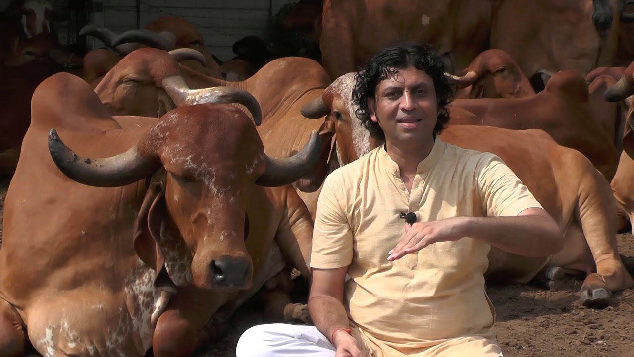 गो-कृपा अमृतम बैक्टीरिया - गो-कृषि के लिए मित्र सूक्ष्म कीटाणु - Bansi Gir Gaushala