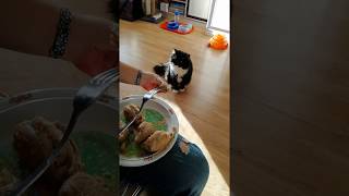 Сенсация!!! Уличный кот отказывается от еды! / Our Funny Cat & Human Food Сенсация!!! Уличный кот отказывается от еды! / Our Funny Cat & Human Food