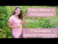 Polén, Nectar y nuestros Polinizadores