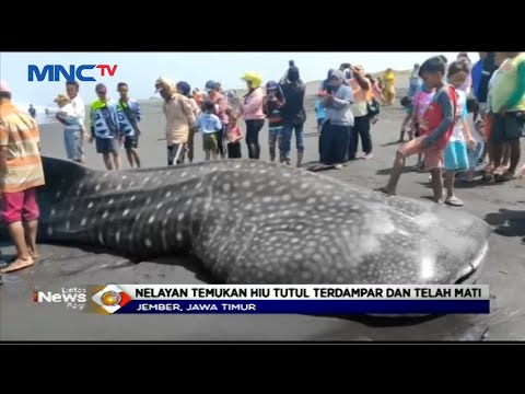 Hiu Tutul Terdampar di Pantai Paseban Jember, Jawa Timur - LIP 31/08