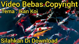 Video Gratis Ikan Koi Ikan Hias Bebas Copyright/ Video Bebas Hak Cipta/Silahkan di Download Sekarang