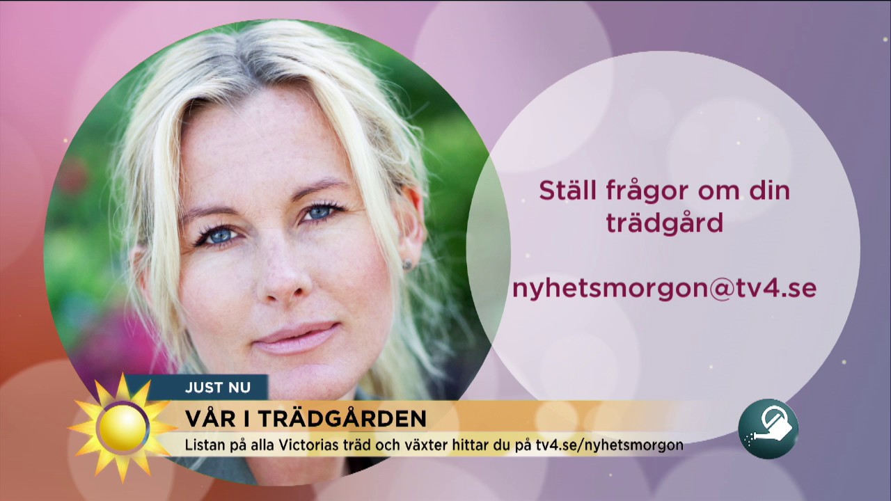 Frukträd och bärbuskar - trädgårdsmästaren ger sina bästa skötseltips - Nyhetsmorgon (TV4)