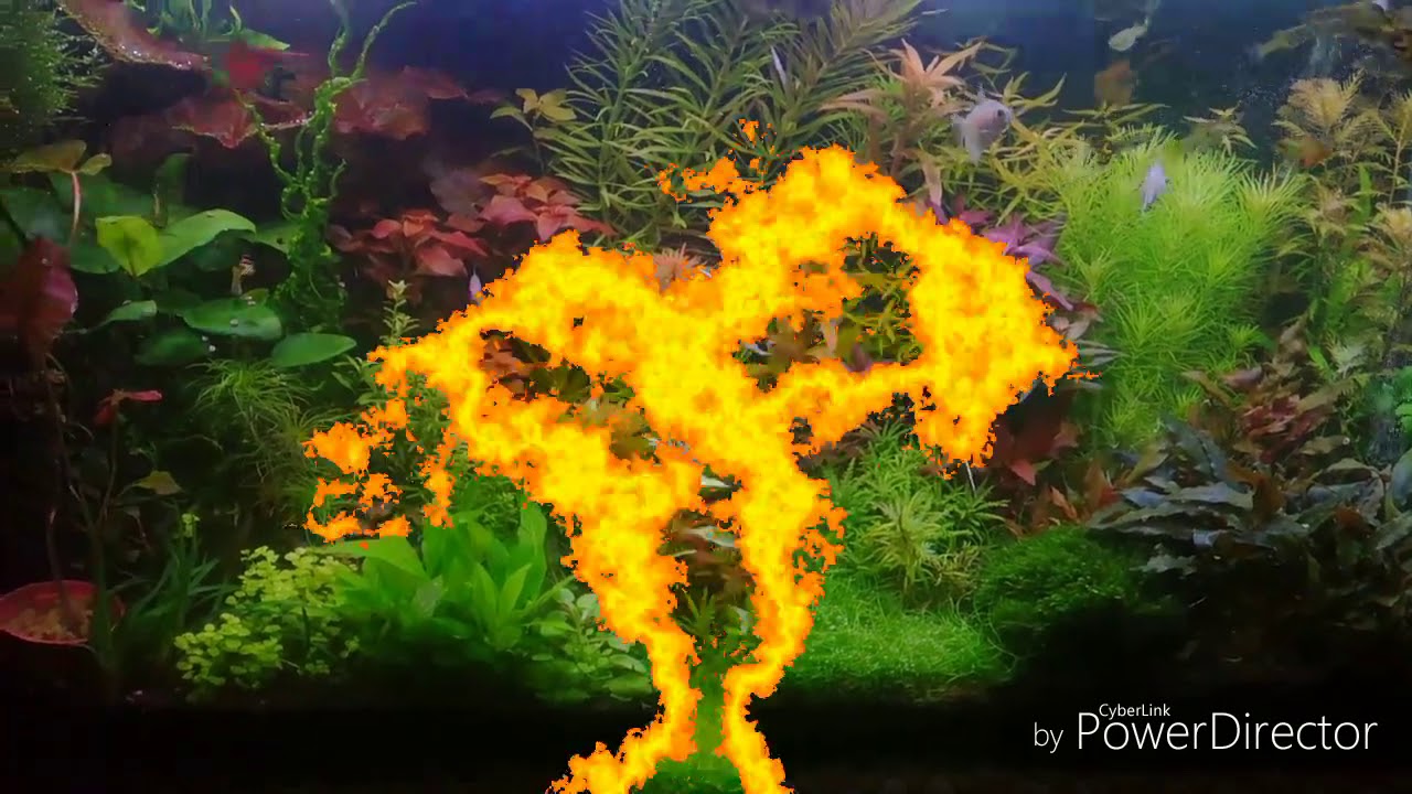 Diody white FullSpectrum