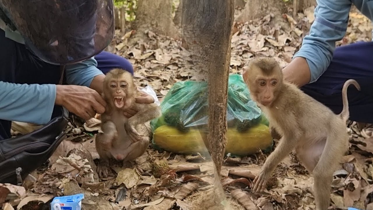 Breaking news! Feb 22nd 23 We help feeding new abandoned pigtail monkey is released on the road