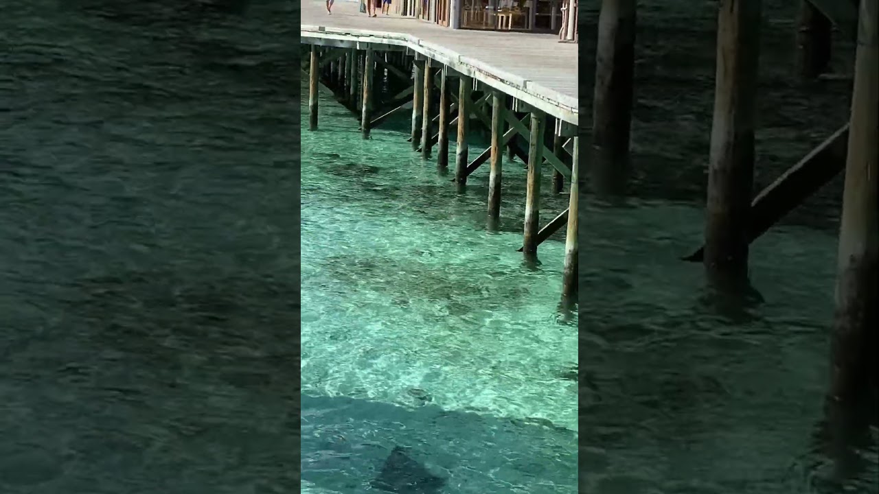 Maldives 🇲🇻 - Guitar Shark 