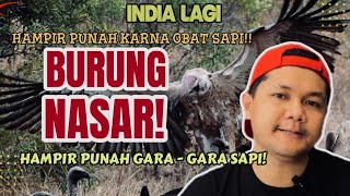     Burung-Burung NASAR/CONDOR Ini Mati Setelah Memakan Bangkai!!