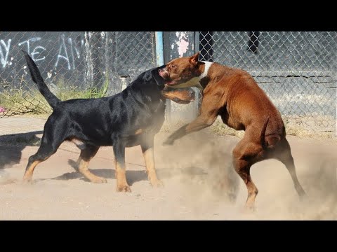 Gerçek Bir Dövüşte Rottweiler vs Pitbull - American Pitbull vs Rottweiler Karşılaştırması - PITDOG