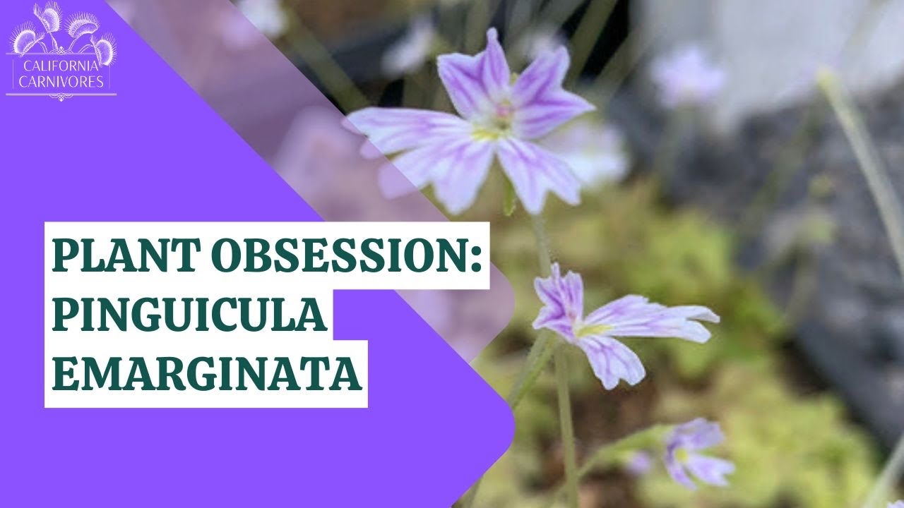 Carnivorous Houseplant Pinguicula emarginata