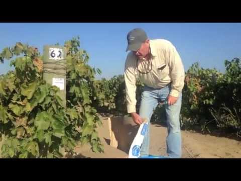 Video: Kaip Suspausti Vynuoges? Vasarinių Vynuogių Skynimas Iš Nereikalingų ūglių Pradedantiesiems