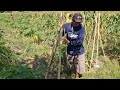 UNIQUE FARMING METHOD FOR REMOVING CUCUMBER BAMBOO SUPPORTS! - Agricultural Farming