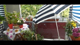 У нас живут голуби.Как выглядят голубиные яйца. У нас живут голуби.Как выглядят голубиные яйца.
