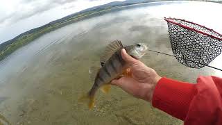 Spinning In Freshwater Persici Di Maggio In Calabria 2018