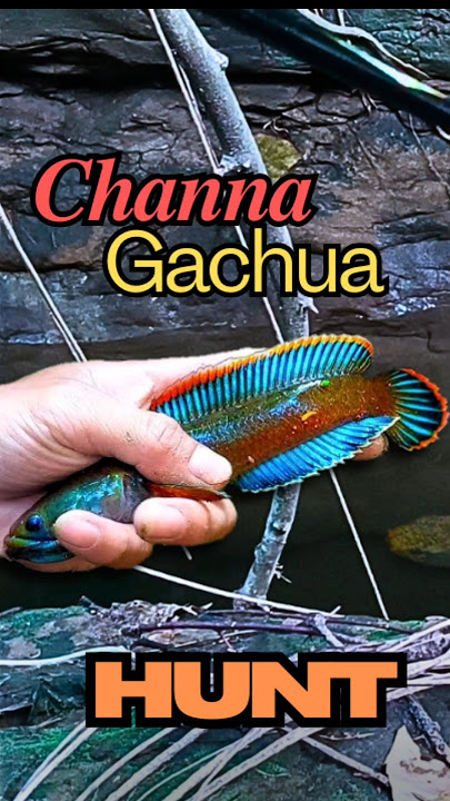 Catching Channa gachua for my aquarium 🐠 Collecting wild snakehead fish #channa #channagachua