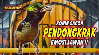SUARA BURUNG KOLIBRI NINJA GACOR FULL ISIAN ROLL TEMBAK !! PANCINGAN KONIN BAHAN AGAR CEPAT EMOSI