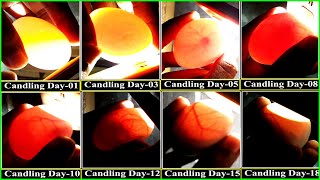 Candling Chicken Eggs Day 1 to 21 | Cardboard Box Incubator | Birds Palace
