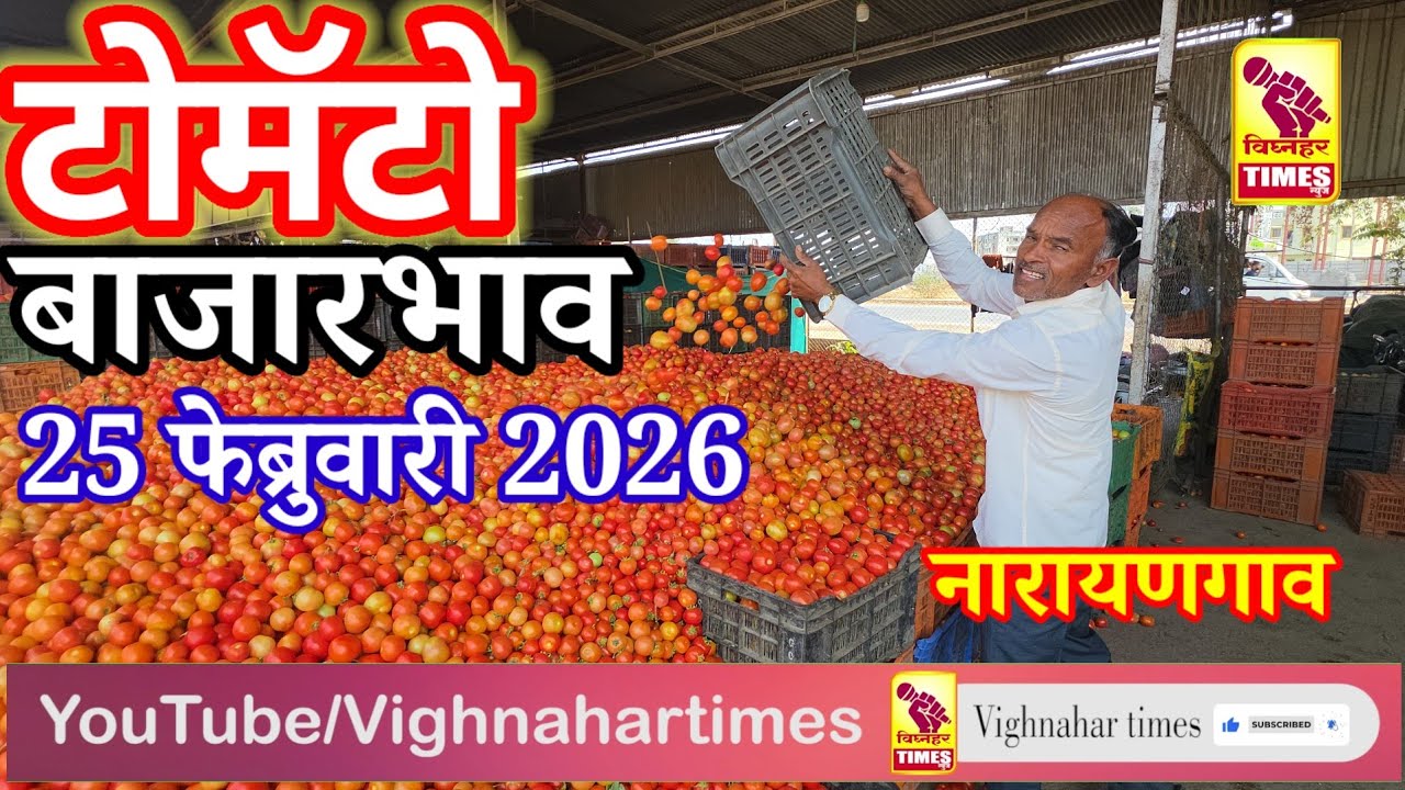 नारायणगाव टोमॅटो मार्केट l दि. 25 फेब्रुवारी 2026 रोजी पहा काय मिळाला बाजारभाव? शेतकरी का म्हणतोय ❓