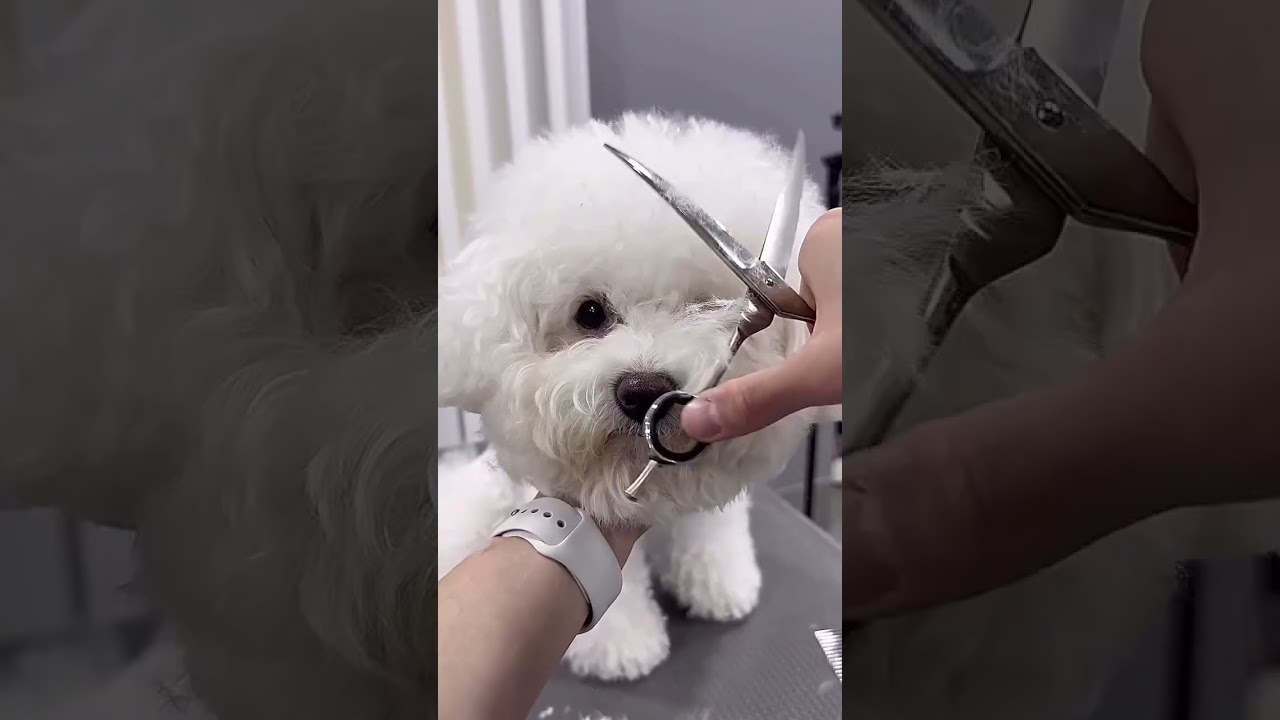 BICHOPOO PUPPY GROOMING AND STYLING 🐶 🐾 🙉 #puppy #cute #cutepuppy #adorable #bichonfrise
