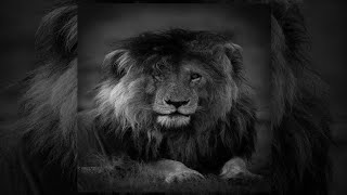 Zumy - Ultra Slowed - Zynyx