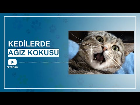 Video: Kedilerde Ağız Kokusu (Kronik)