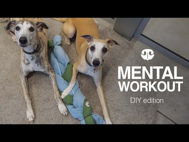 5 ways to mentally stimulate your dog – Go Dogo