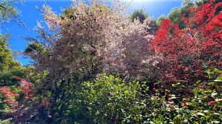 Descanso Gardens April Tour