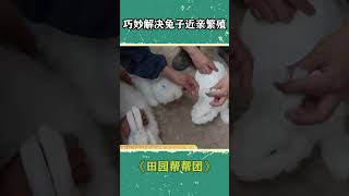 巧妙解决兔子近亲繁殖难题！| 三农小课堂