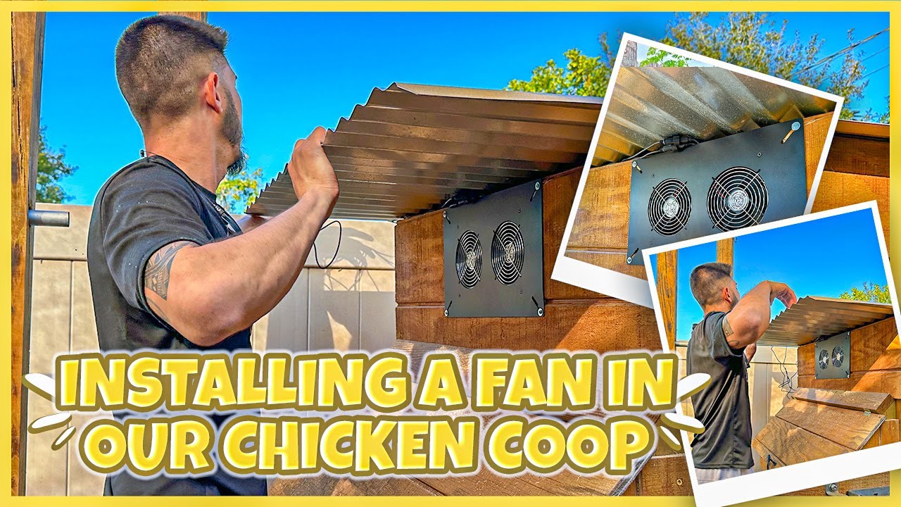 Installing A Fan In Our Chicken Coop Saint Petersburg Florida