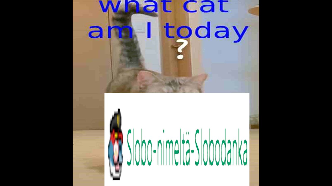 What cat am i today with slobodanka youtube