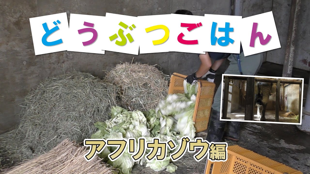 どうぶつごはん【アフリカゾウ編】