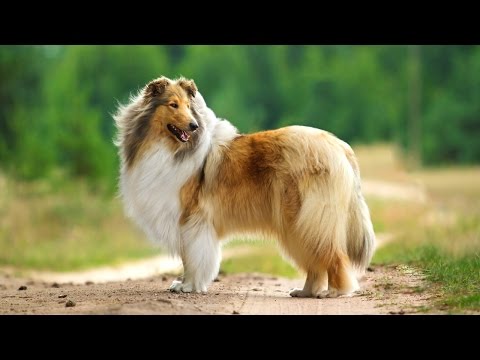 Videó: Hogyan vigyázz a kutya kis lyukakra?