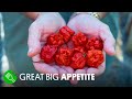 Breeding the World’s Hottest Pepper