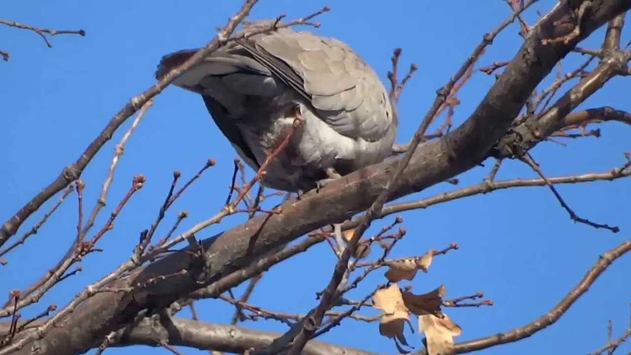 Gorlica Kolchataya Ptica Foto Video