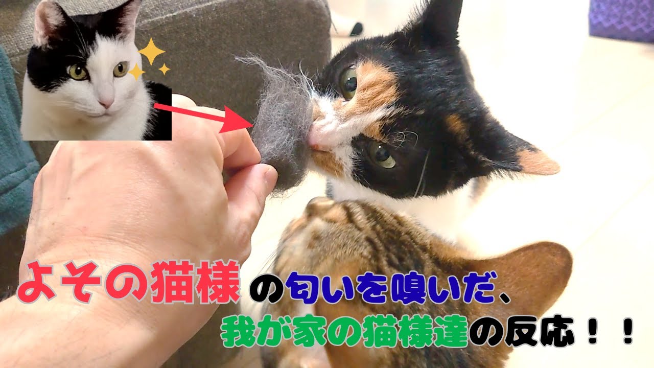 よその猫様の匂いを嗅いだ、我が家の猫様達の反応！！ YouTube